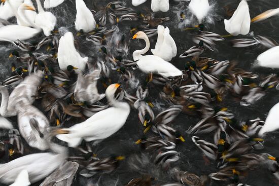 Russia Swans Wintering Over