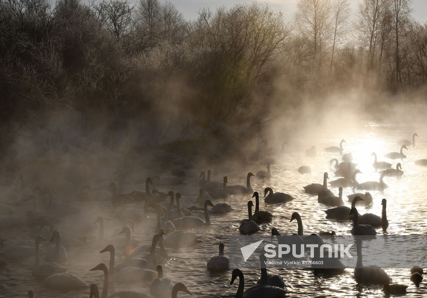 Russia Swans Wintering Over