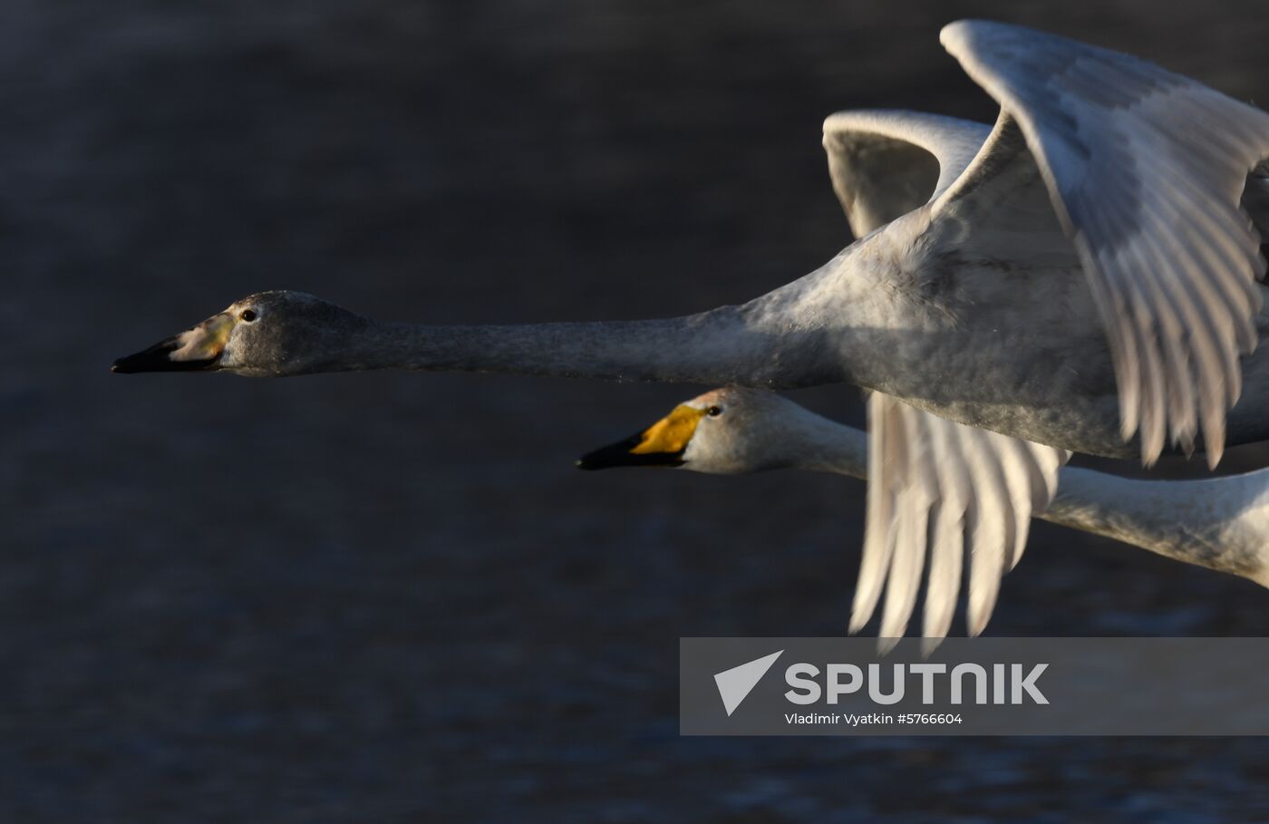 Russia Swans Wintering Over