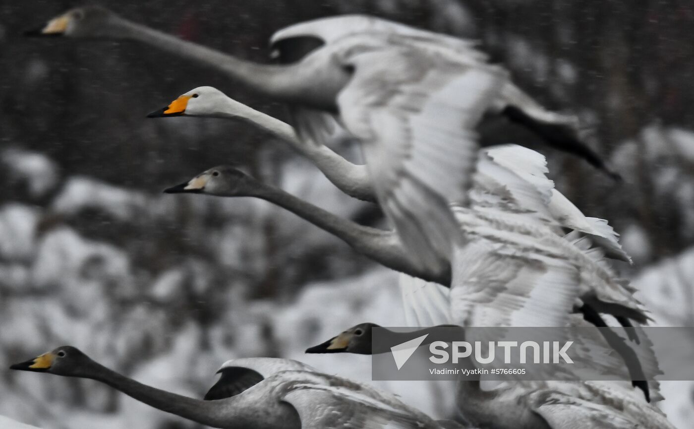 Russia Swans Wintering Over