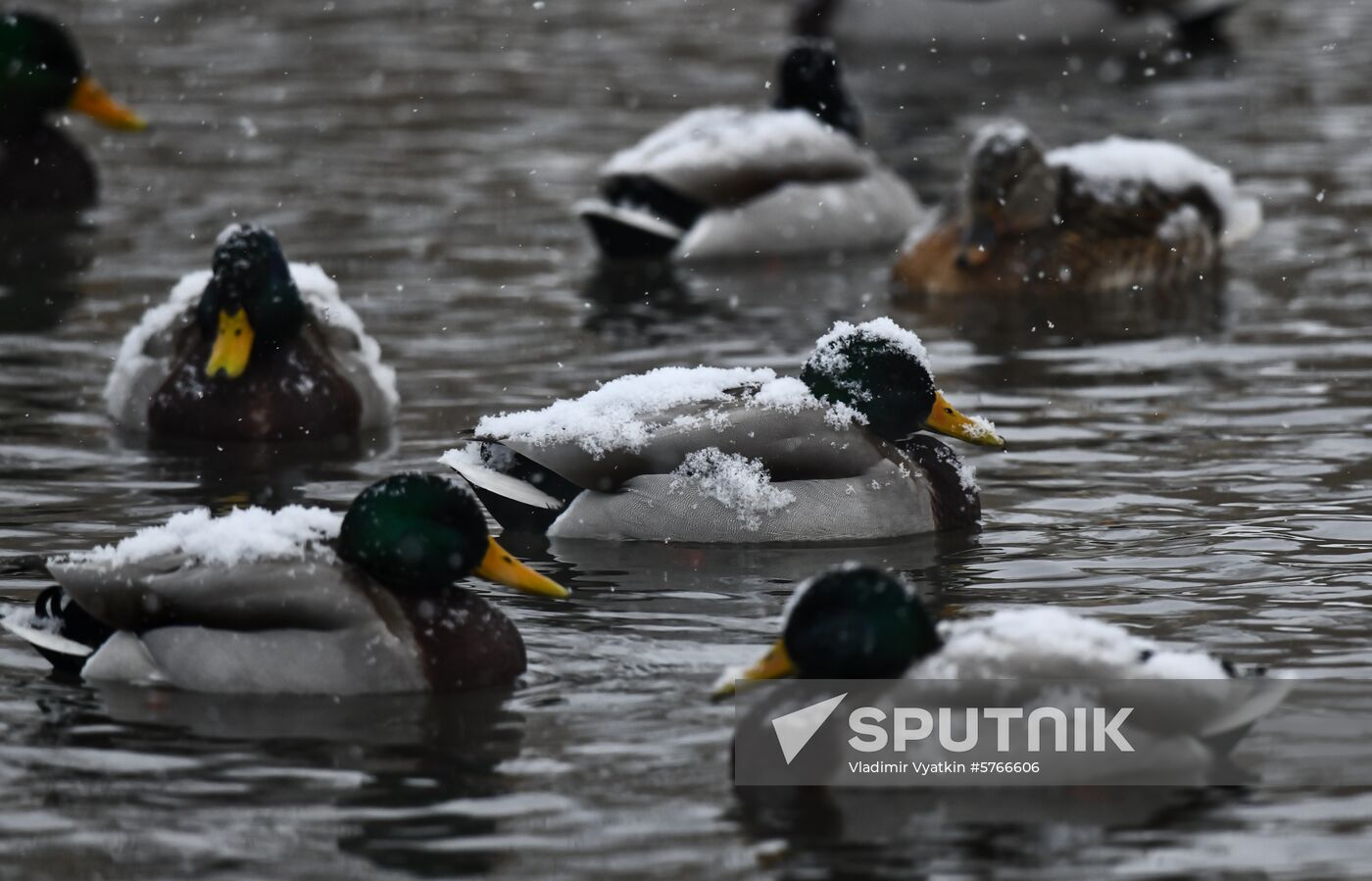 Russia Swans Wintering Over