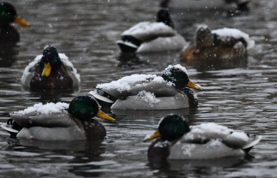 Russia Swans Wintering Over
