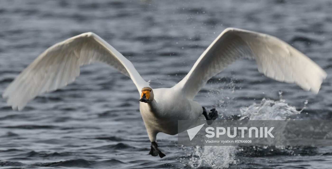 Russia Swans Wintering Over