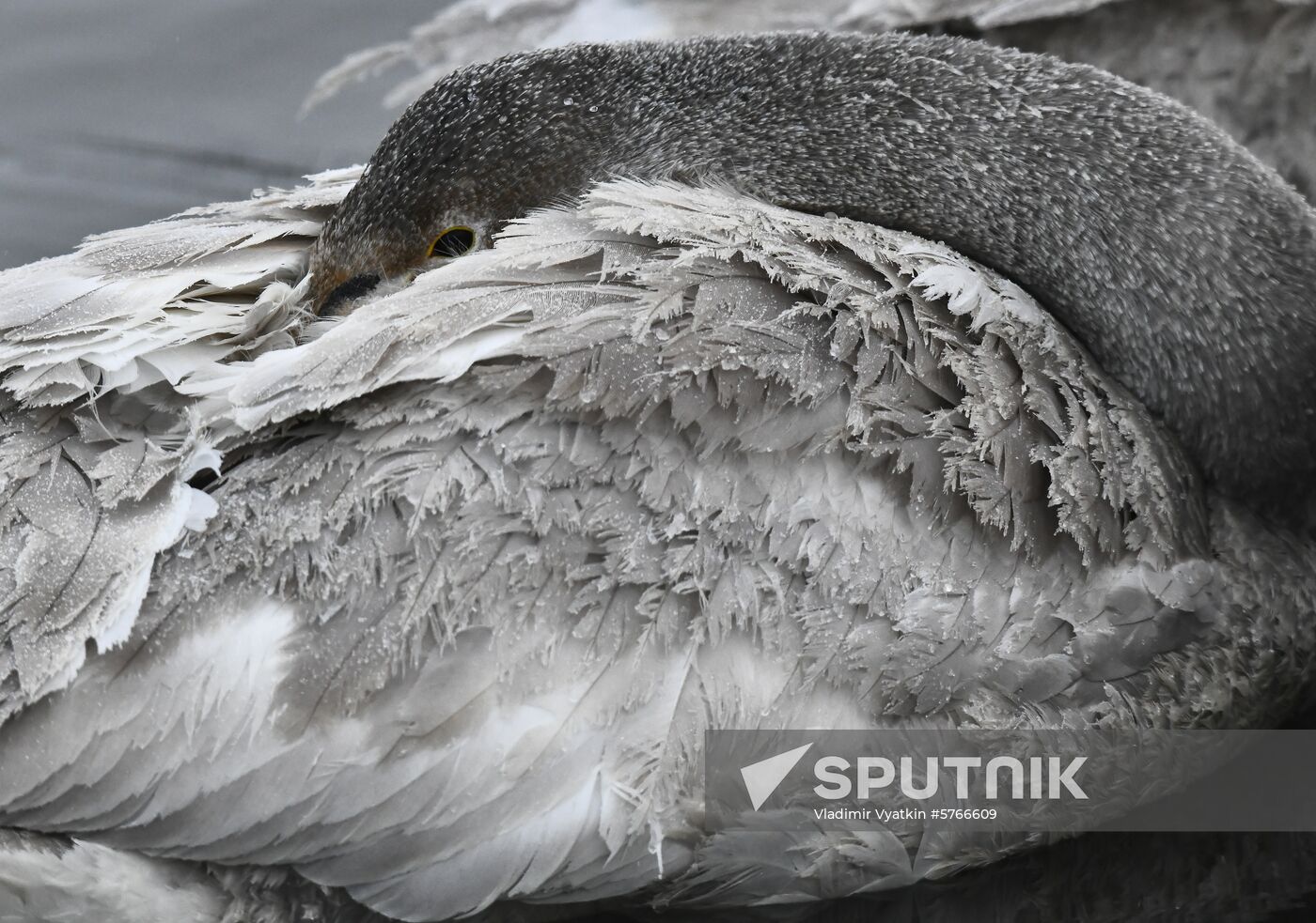 Russia Swans Wintering Over