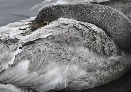 Russia Swans Wintering Over
