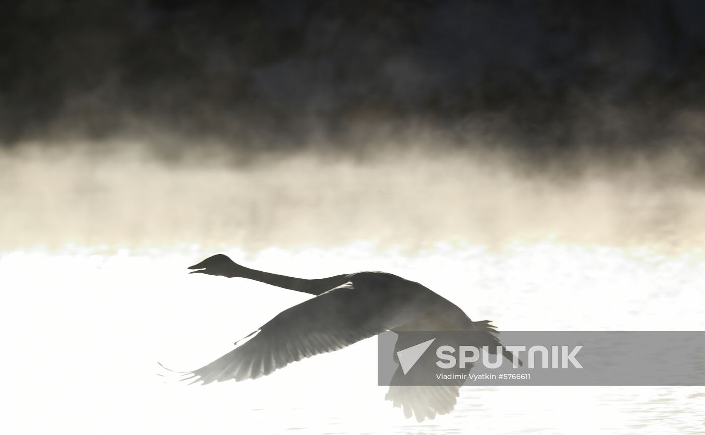 Russia Swans Wintering Over