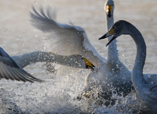 Russia Swans Wintering Over