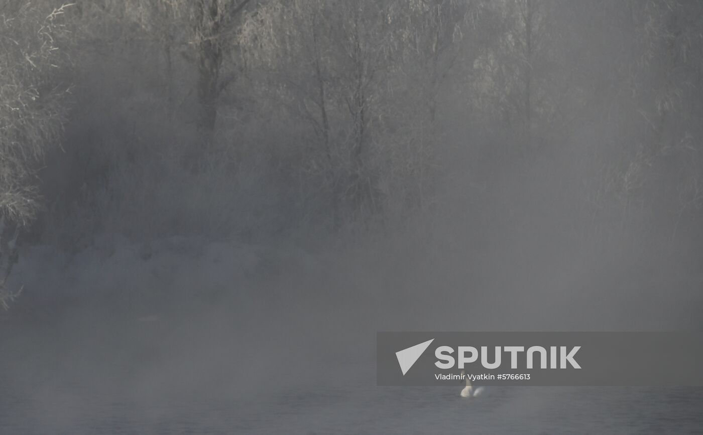 Russia Swans Wintering Over