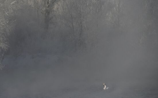 Russia Swans Wintering Over