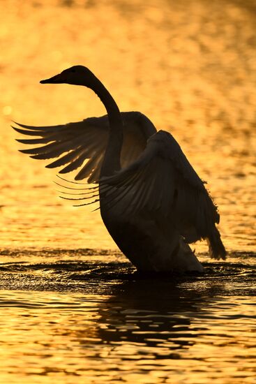 Russia Swans Wintering Over