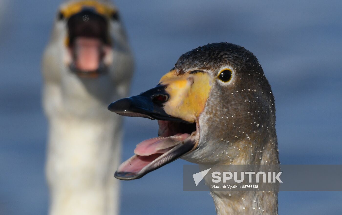 Russia Swans Wintering Over