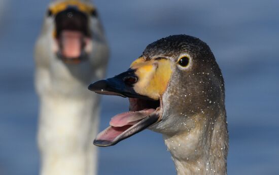 Russia Swans Wintering Over