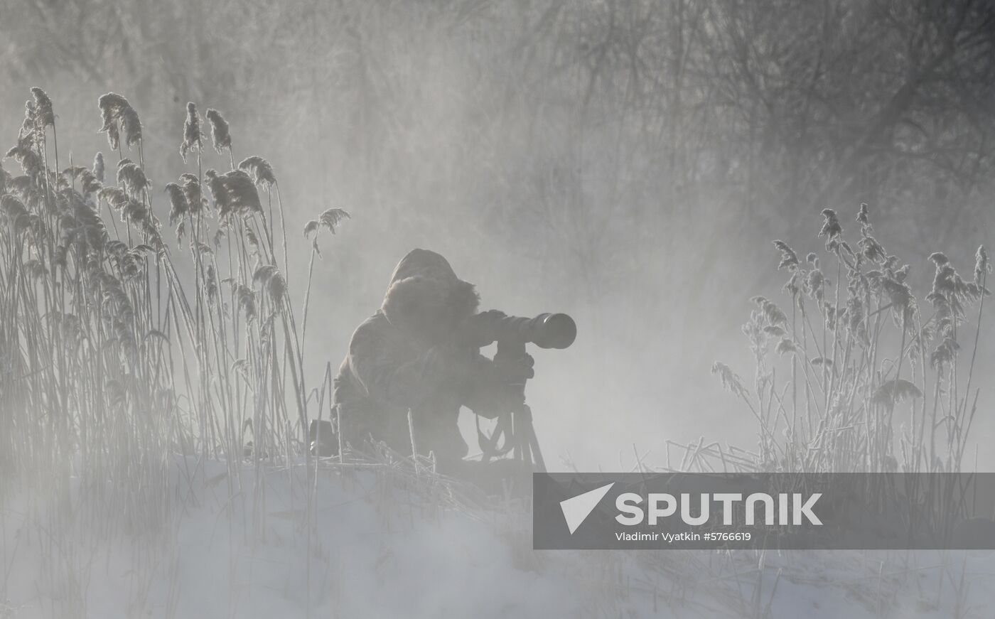 Russia Swans Wintering Over