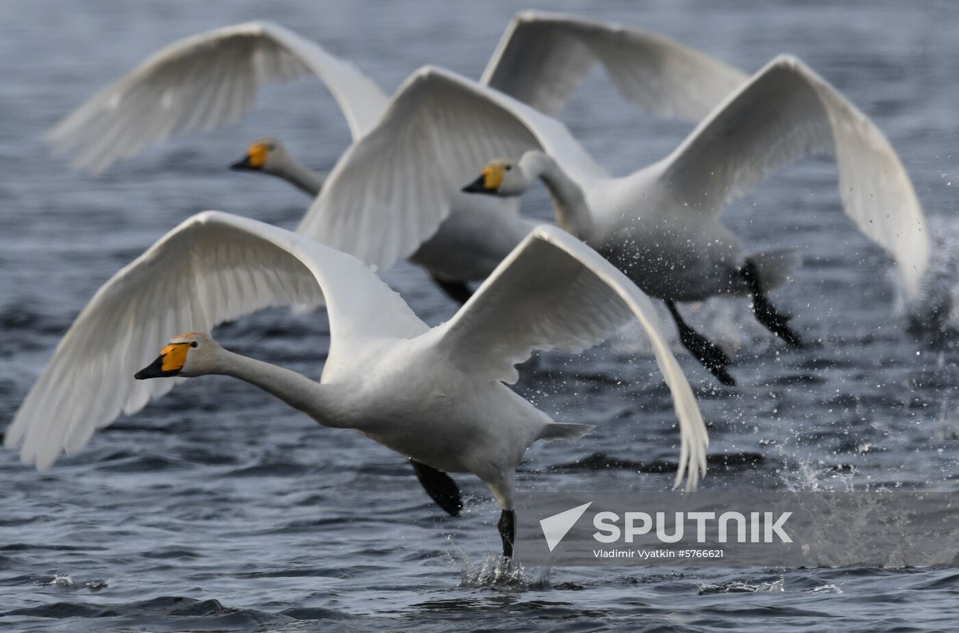 Russia Swans Wintering Over