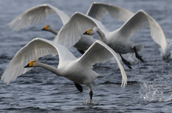 Russia Swans Wintering Over