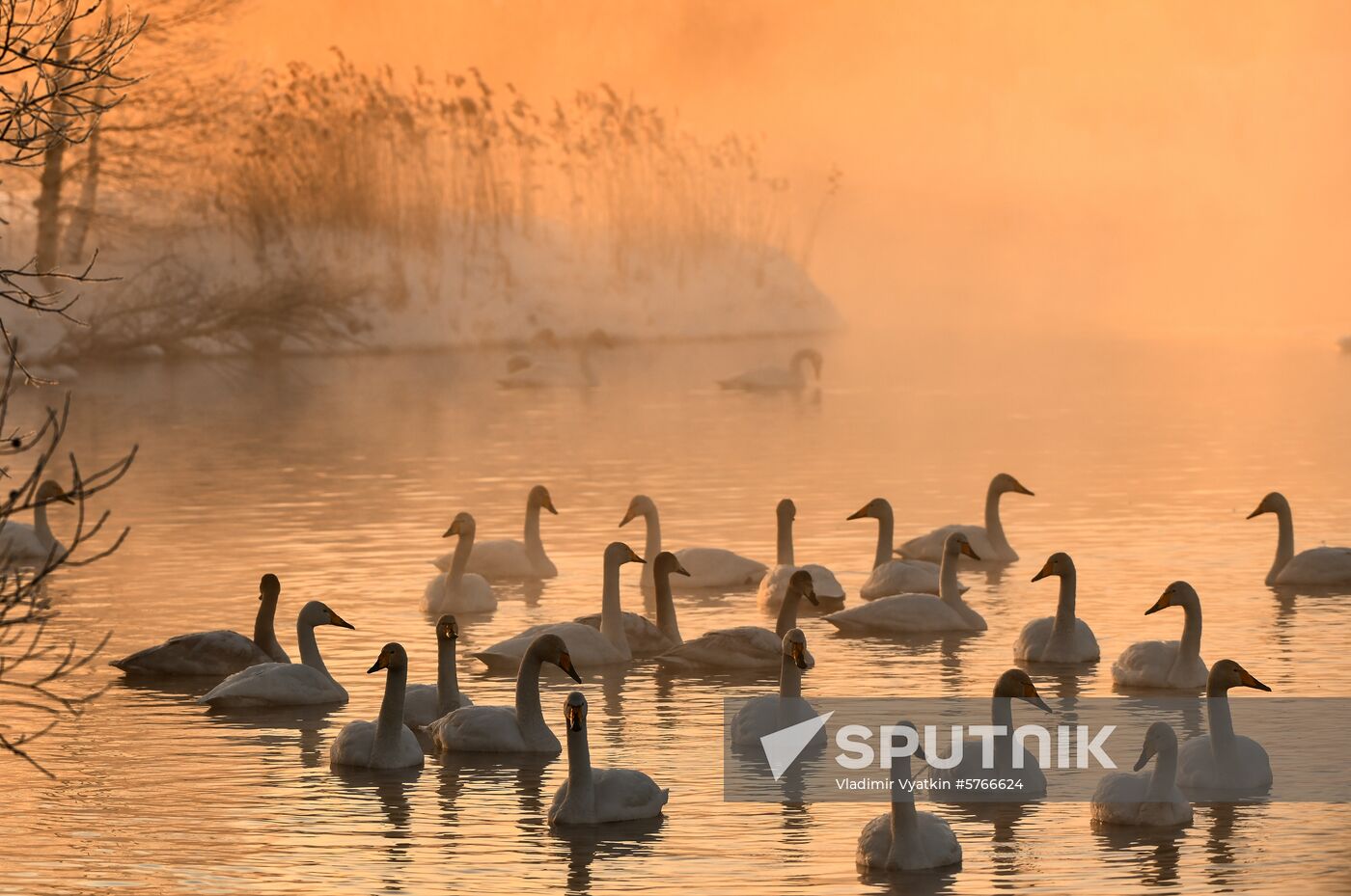 Russia Swans Wintering Over