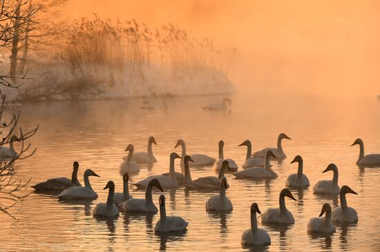 Russia Swans Wintering Over