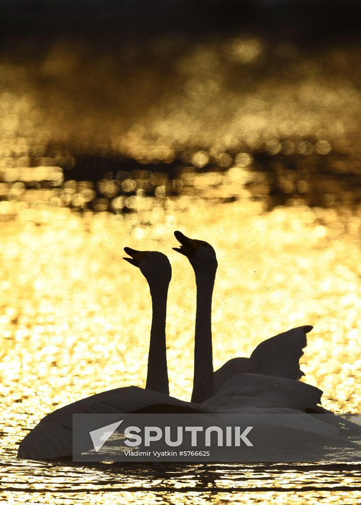 Russia Swans Wintering Over