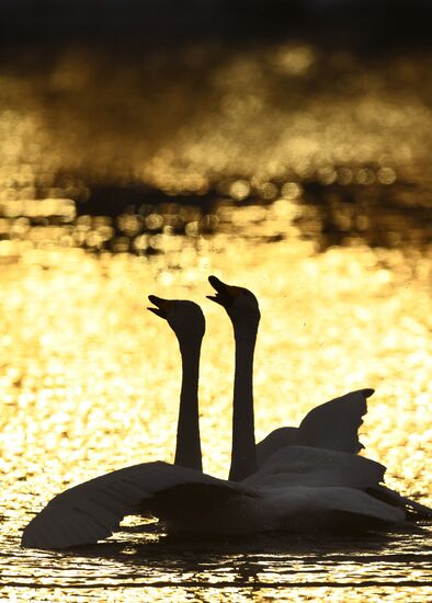 Russia Swans Wintering Over