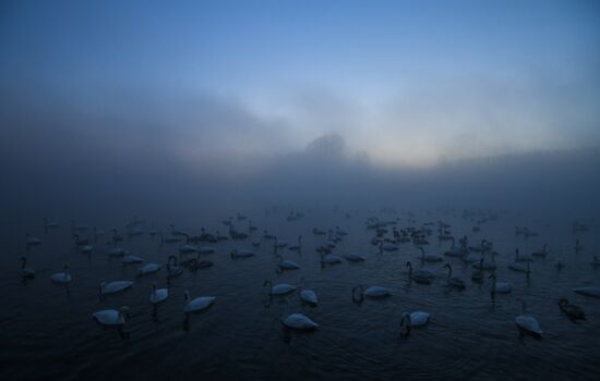 Russia Swans Wintering Over