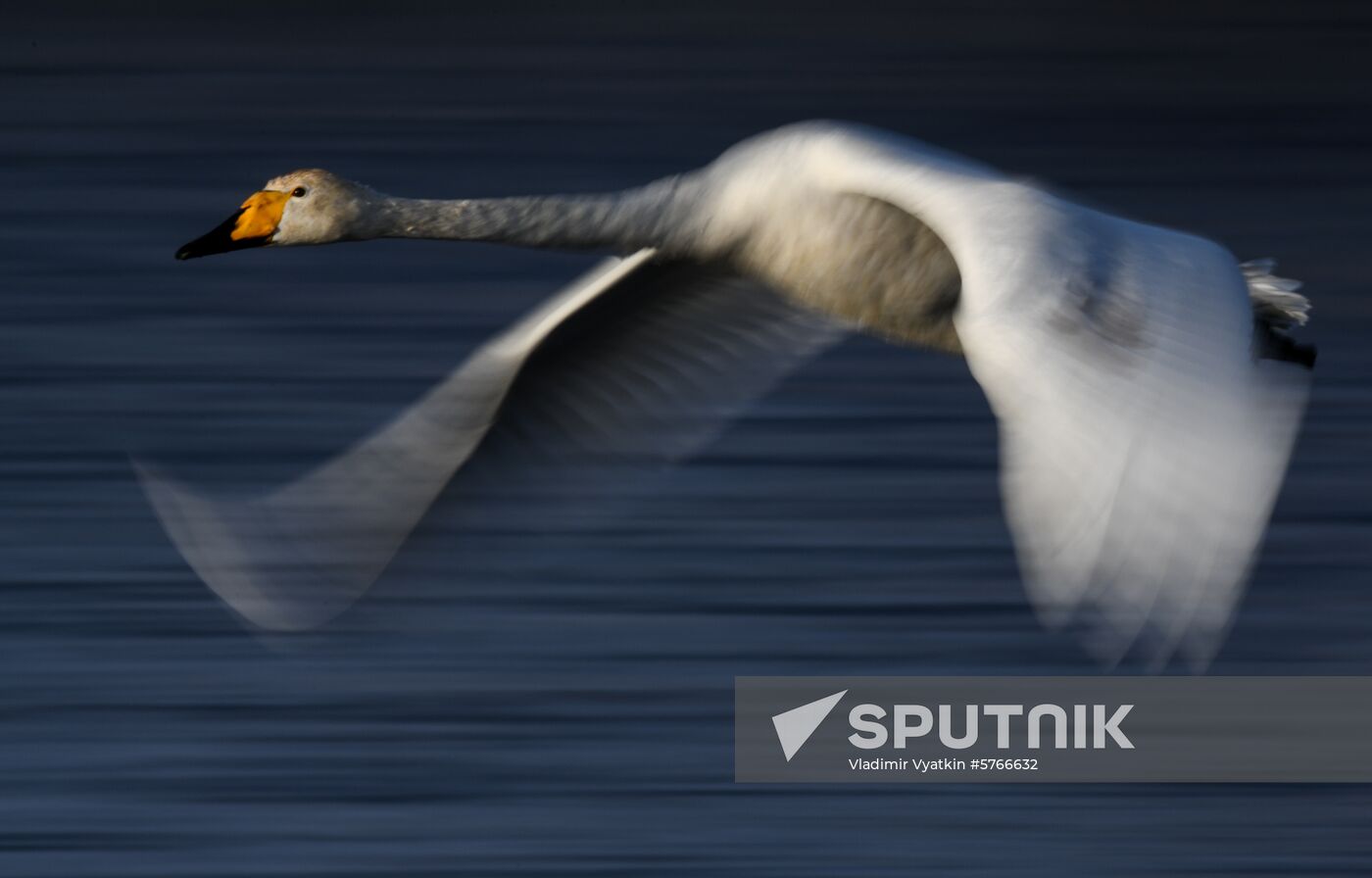 Russia Swans Wintering Over