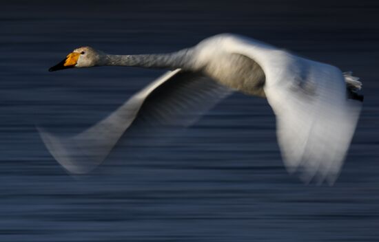 Russia Swans Wintering Over
