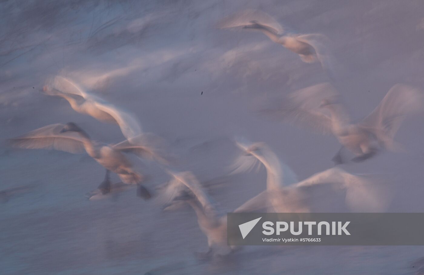 Russia Swans Wintering Over