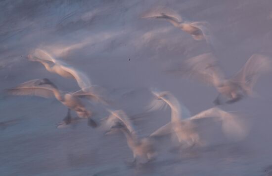 Russia Swans Wintering Over