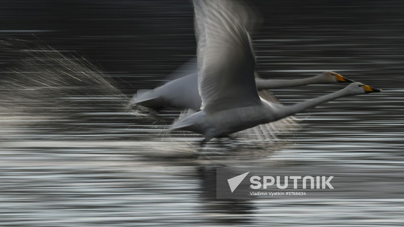 Russia Swans Wintering Over