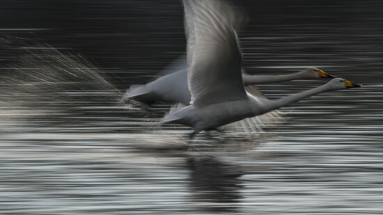 Russia Swans Wintering Over