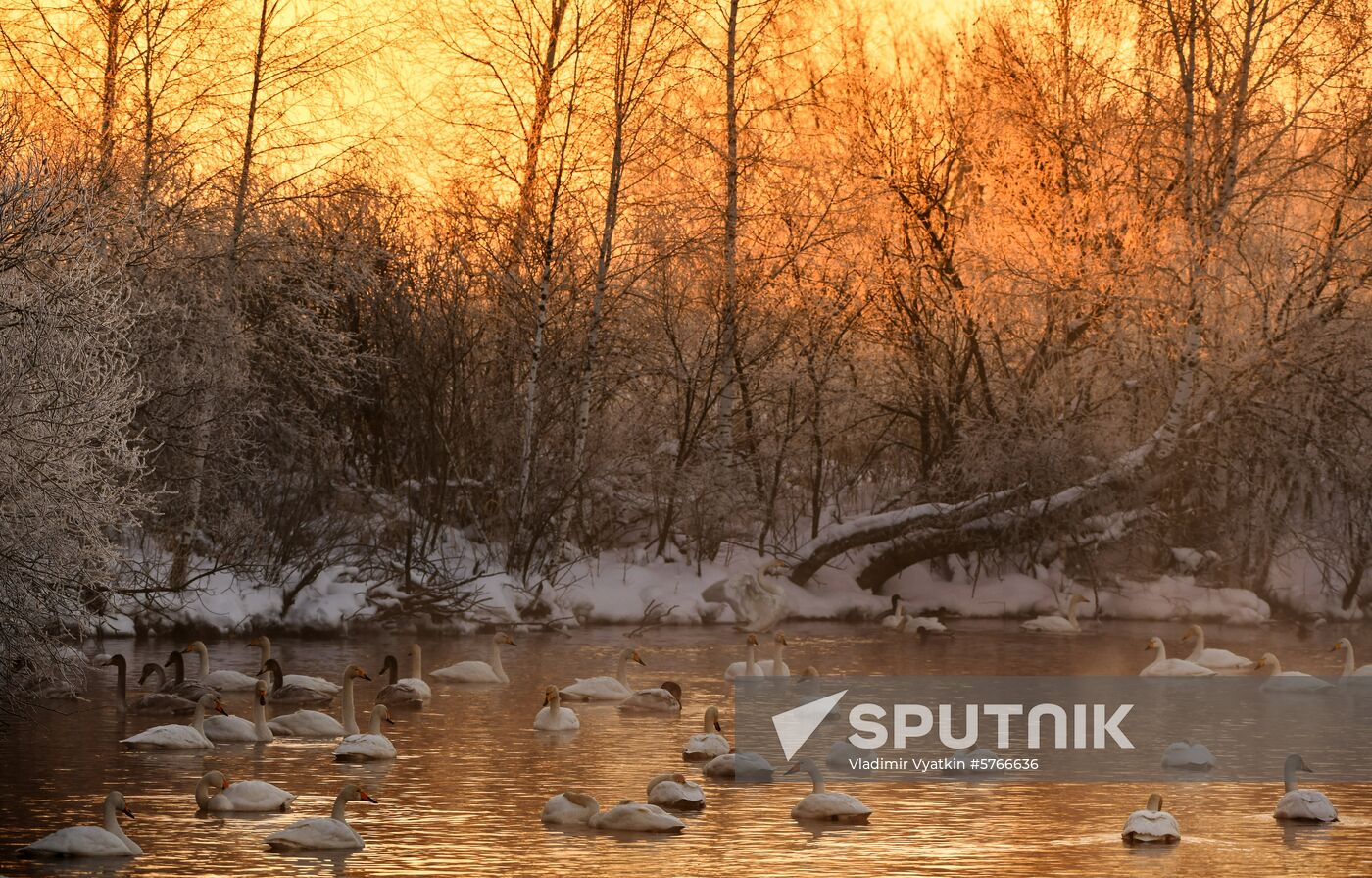 Russia Swans Wintering Over