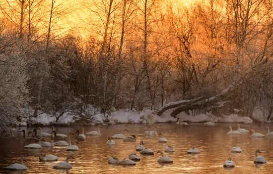 Russia Swans Wintering Over