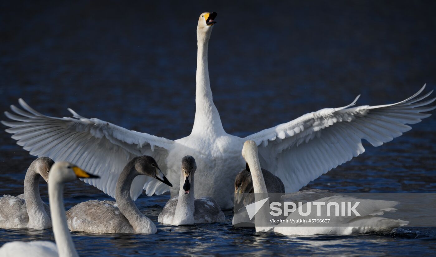 Russia Swans Wintering Over