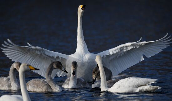 Russia Swans Wintering Over