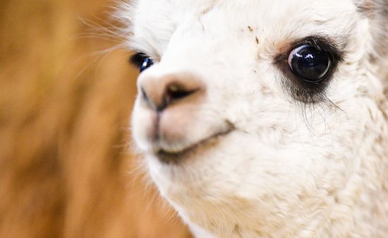 Russia Animal Husbandry Exhibition