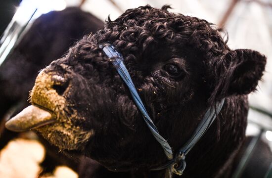 Russia Animal Husbandry Exhibition