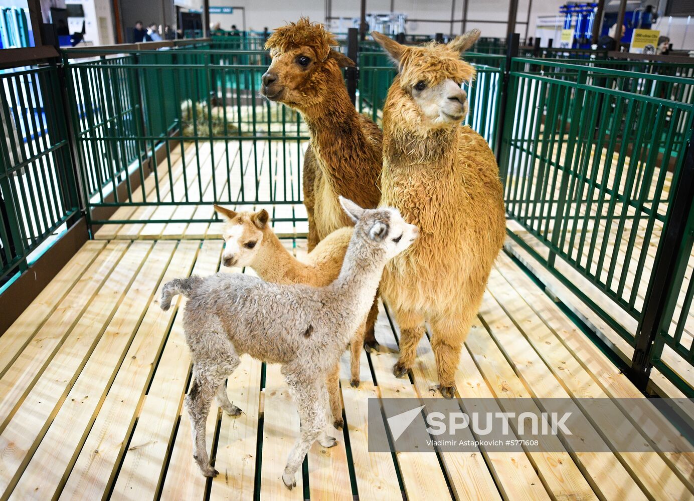 Russia Animal Husbandry Exhibition