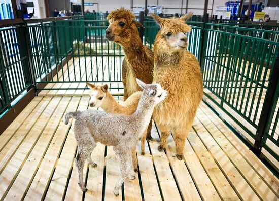 Russia Animal Husbandry Exhibition