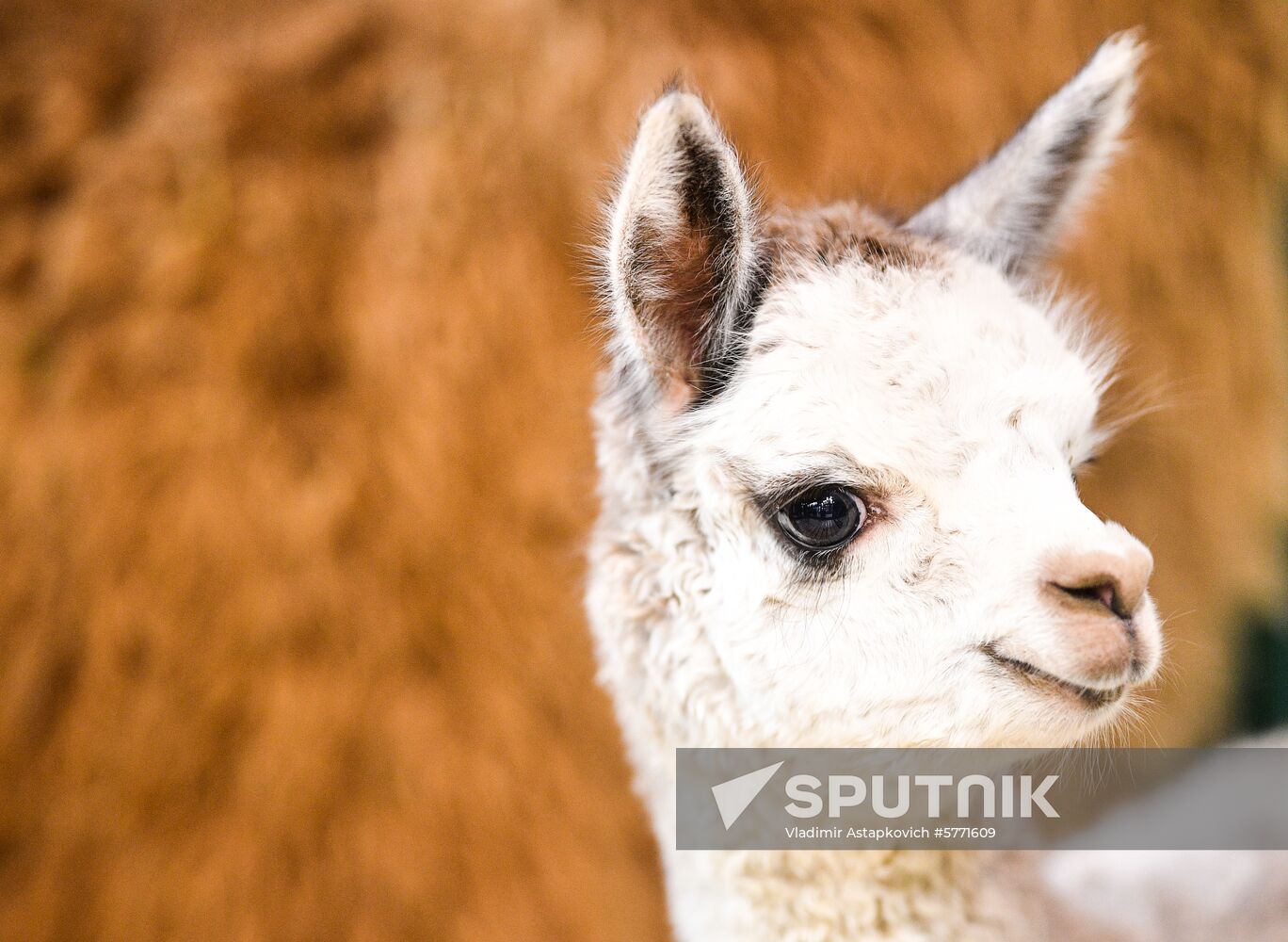 Russia Animal Husbandry Exhibition