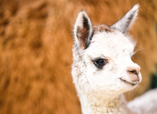 Russia Animal Husbandry Exhibition