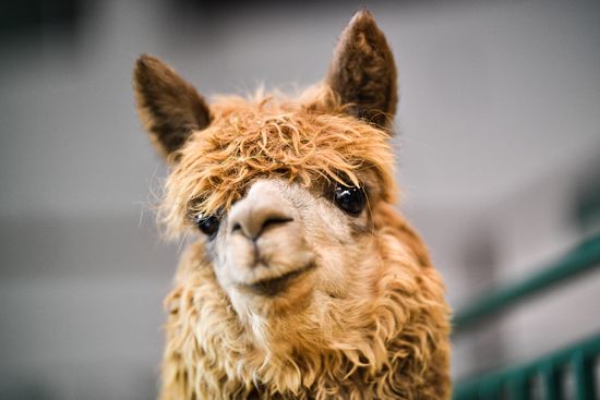 Russia Animal Husbandry Exhibition