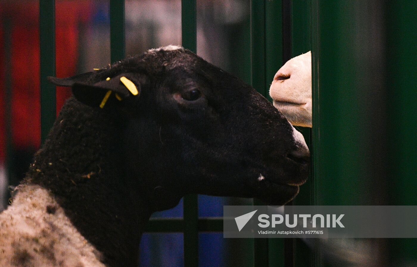 Russia Animal Husbandry Exhibition