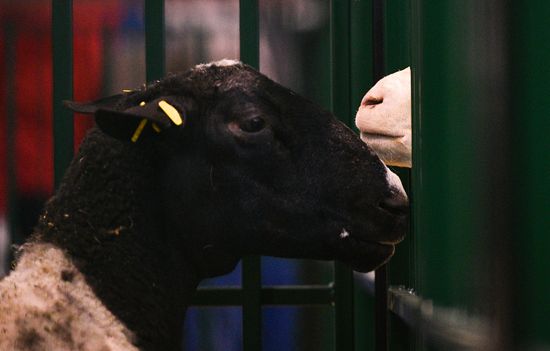 Russia Animal Husbandry Exhibition