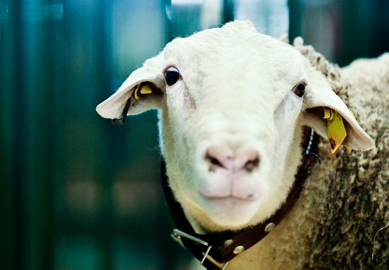 Russia Animal Husbandry Exhibition