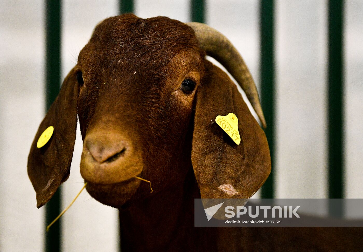 Russia Animal Husbandry Exhibition