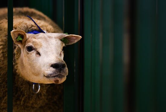 Russia Animal Husbandry Exhibition