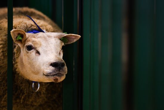 Russia Animal Husbandry Exhibition