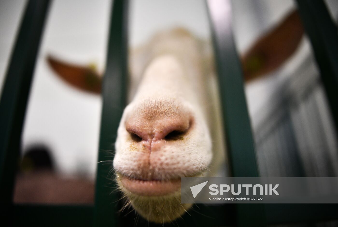 Russia Animal Husbandry Exhibition