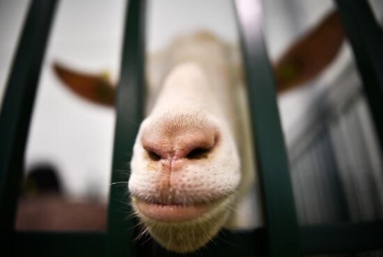 Russia Animal Husbandry Exhibition