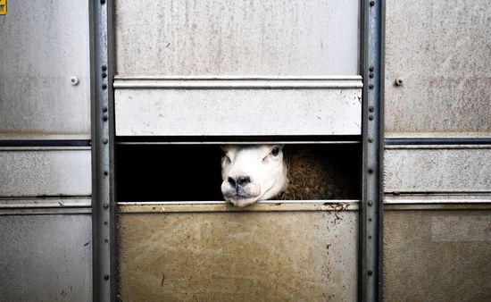 Russia Animal Husbandry Exhibition
